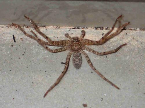 Réf. 254 522 : Heteropoda venatoria
